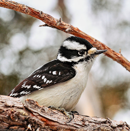 Downy Woodpecker_female, Wind River Canyon, Wyoming.
