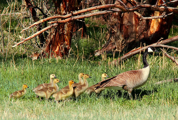 Canadian Geese, Mother Goose - Wind River Canyon