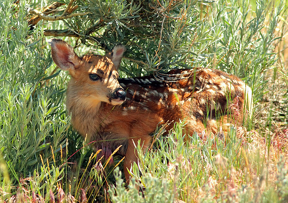 Fawn-Wind River Canyon, Wyoming