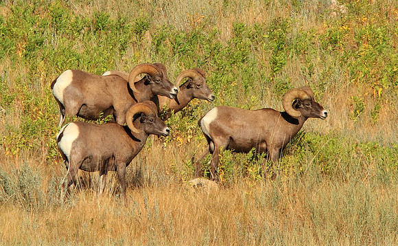 The Rams-Wind River Canyon, Wyoming