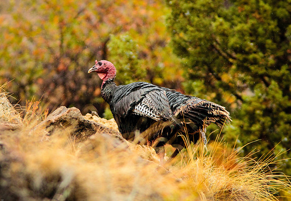 Wild Turkey, Wind River Canyon, Wyoming