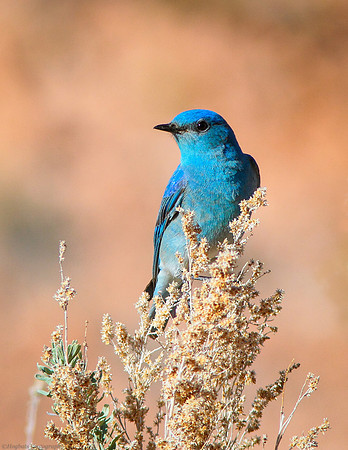 Wyoming Mountain Bluebird 2016