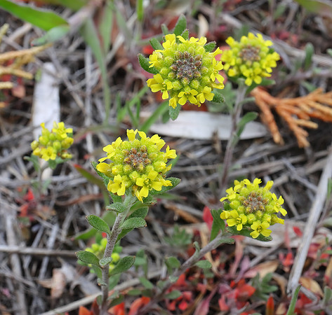 Yellow Wyoming Wildflowers