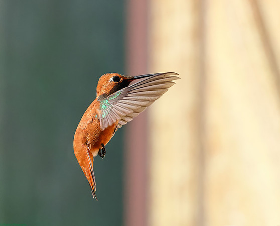 Rufous Hummingbird male In-Flight