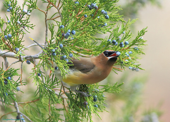 Cedar Waxwing, Wind River Canyon, Wyoming
