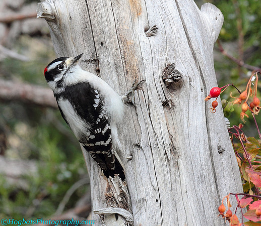 Downy Woodpecker (m), Wind River Canyon, Wyoming
