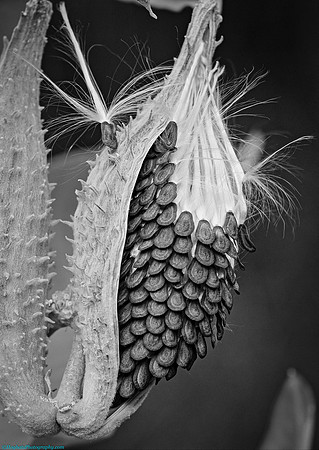 Milkweed, Wind River Canyon, Wyoming