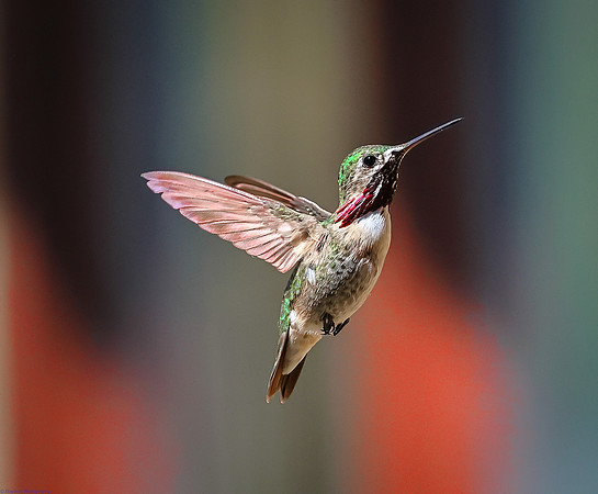 Calliope male In-flight 2023, Wind River Canyon