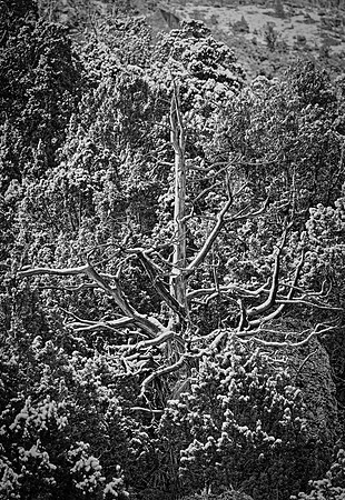 The Grandfather Tree in Snow