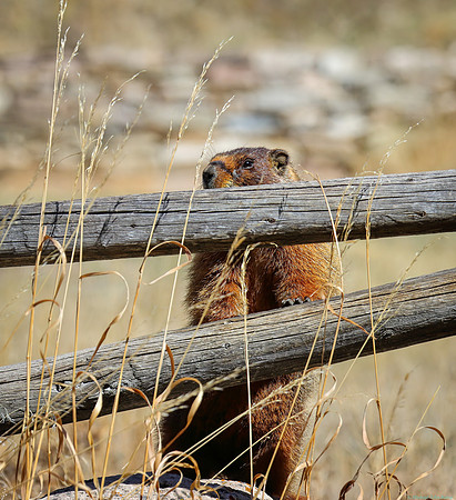 Wyoming Yellow-bellied Marmot