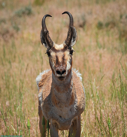 Pronghorn Antelope photographed in Wyoming.