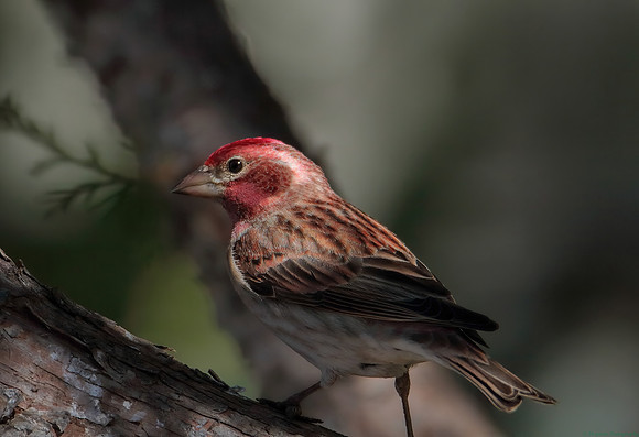 Cassin's Finch male, artistic