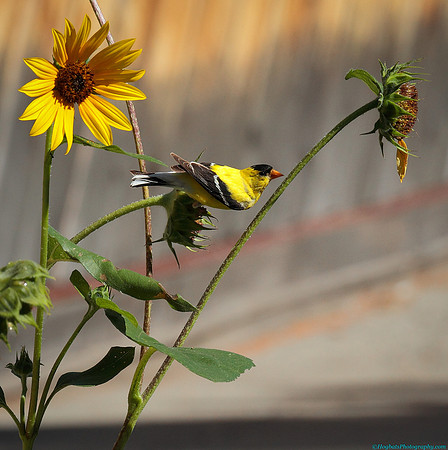 American Goldfinch in Wyoming