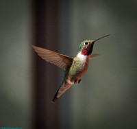 Hummingbirds