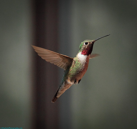 Broad-tailed Hummingbird In-Flight