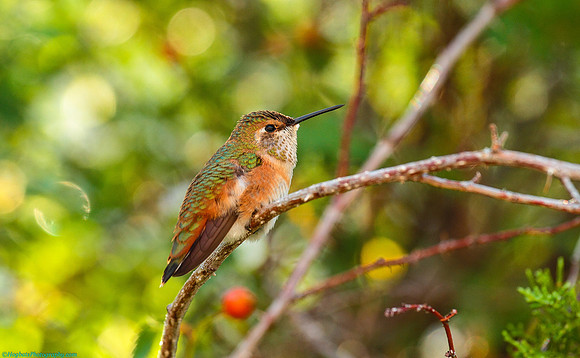 Hummingbird Baby Born in Wind River Canyon-Summer 2017