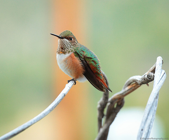 Wyoming Baby Hummingbird