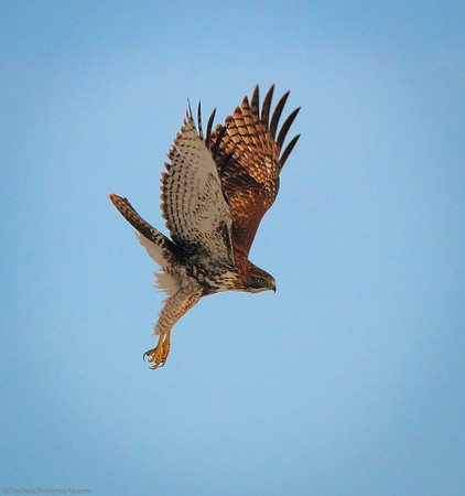 Red-tailed Hawk In-Flight, Wind River Canyon, Wyoming