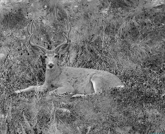 Mule Deer Stag in Velvet in Monochrome