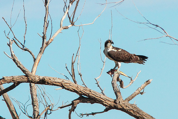 Osprey with Trout, Wind River Canyon, Wyoming