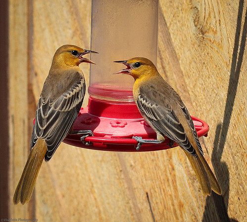 Bullock's Orioles, two female juveniles