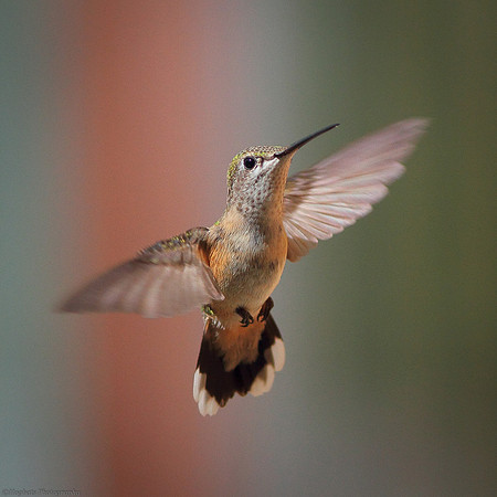 Black-chinned Hummingbird (im.), Wind River Canyon, Wyoming