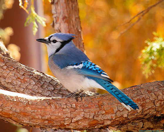 First Blue Jay in the Wind River Canyon.