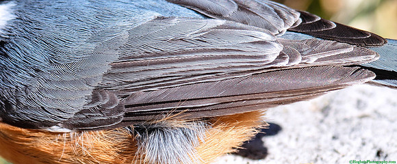 Detail of Red-breasted Nuthatch, Wind River Canyon