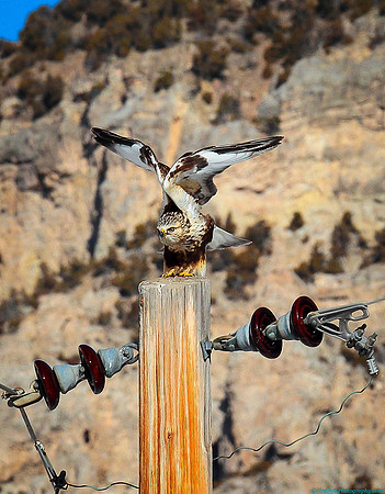 Wyoming, Wind River Canyon, Rough-legged Hawk