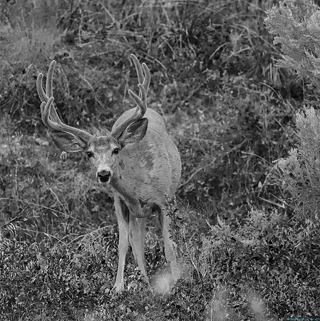Mule Deer Stag in Velvet in Monochrome