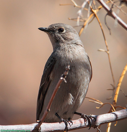 Townsend's Solitaire, Wind River Canyon