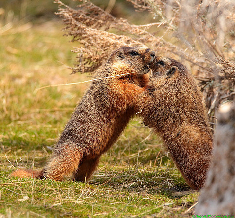 Wyoming, Wind River Canyon, Yellow-bellied Marmots