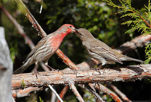 Two Cassin's Finches in Wyoming.