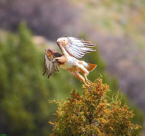 Wyoming, Wind River Canyon, Red-tailed Hawk in-Flight