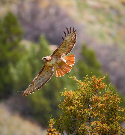Wyoming Red-tailed Hawk in-flight in the Wind River Canyon.