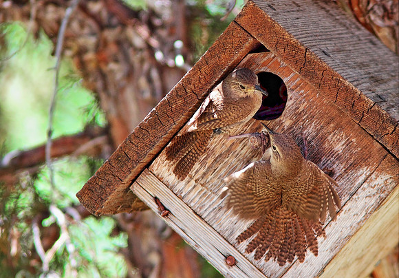 House Wren-Mom & Dad-Wind River Canyon, Wyoming