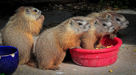 Wyoming, Wind River Canyon, 4 Marmot Babies