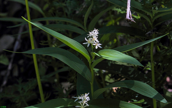 Star False Solomon's Seal, Wind River Canyon