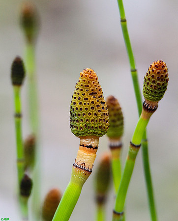 Horsetail Wildflower, Wyoming