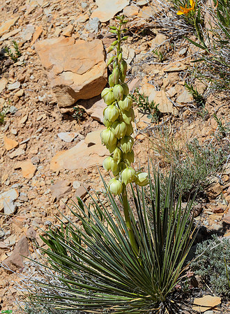 Yucca, Wind River Canyon