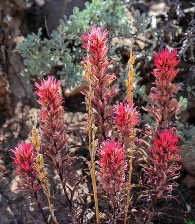 Wyoming Indian Paintbrush, Wind River Canyon