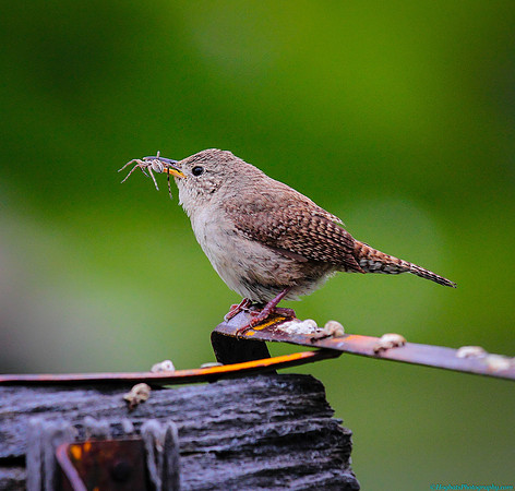 House Wren with Spider