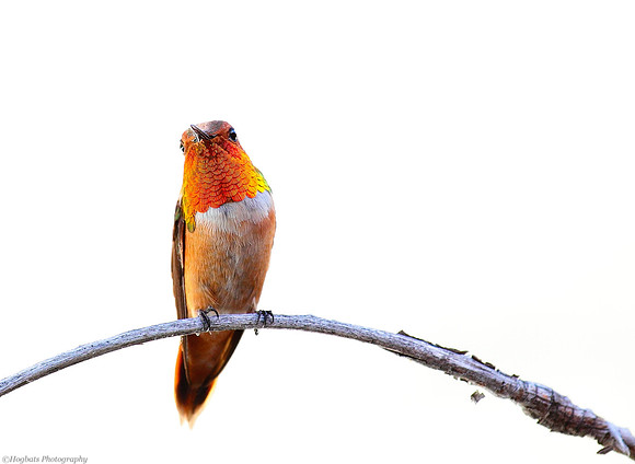 Wyoming Hummingbird, male Rufous Hummingbird