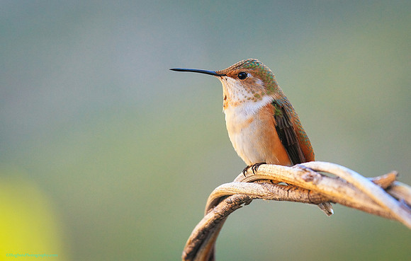 Rufous Hummingbird Baby, Wind River Canyon, Wyoming