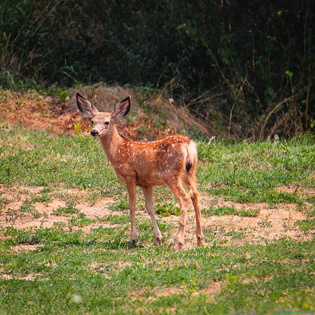 Bambi in the Wind River Canyon