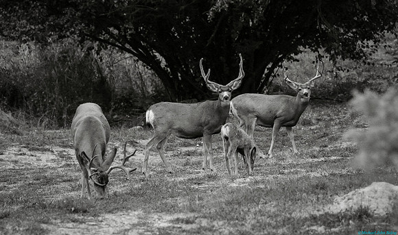 Three Stags and the Orphaned Fawn, Wind River Canyon, Wyoming