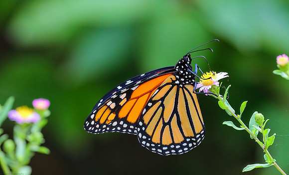 Monarch Butterfly on Alpine aster wildflower