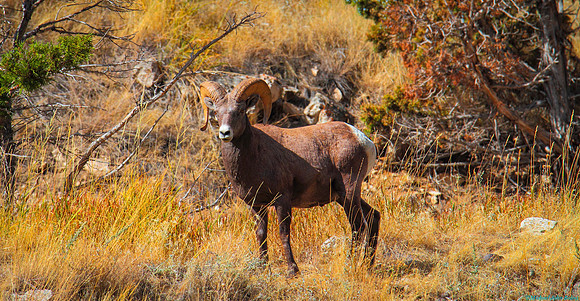 Bighorn Sheep Ram, Wyoming