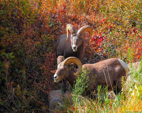 Two Bighorn Rams, Wyoming