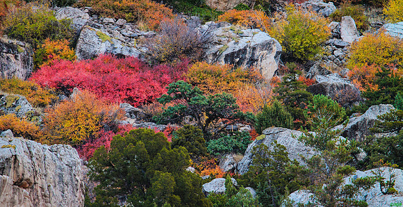 Wyoming Landscape Fall Foliage
